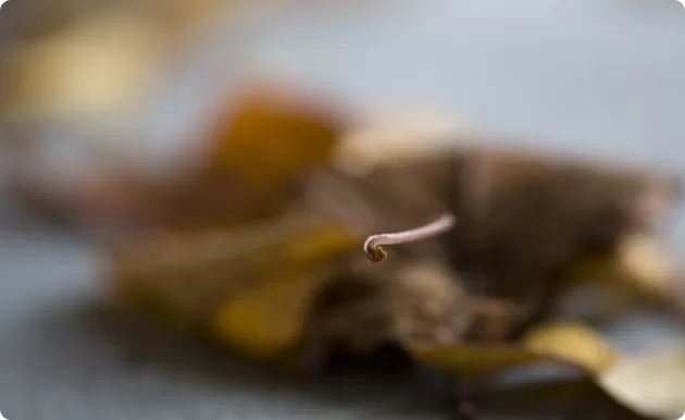 Spidsen af stilken på et blad