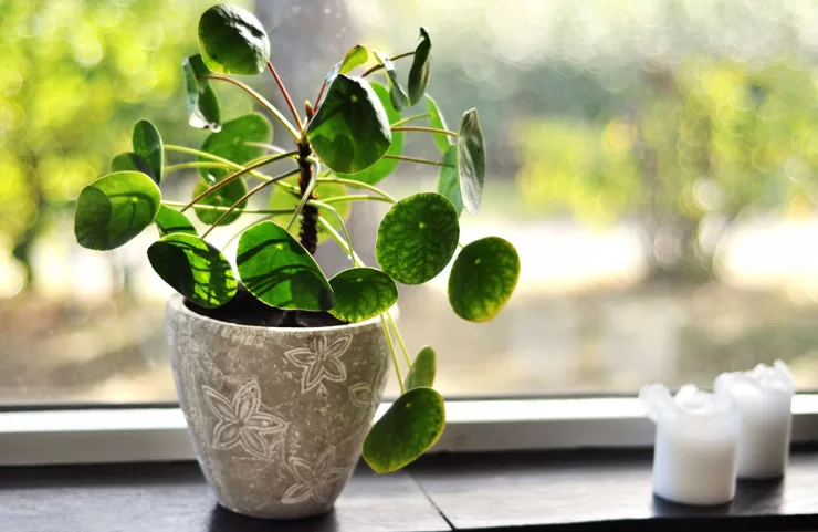 Pilea