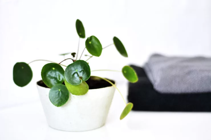 Pilea