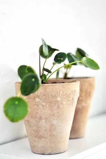 Pilea