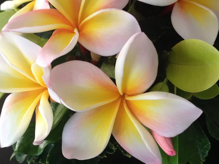 Gul Plumeria