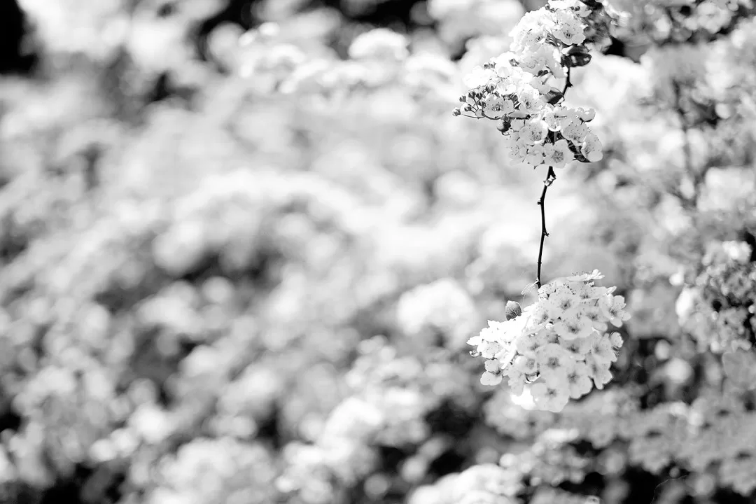 White-flowers-convertet-to-BW-1080x720