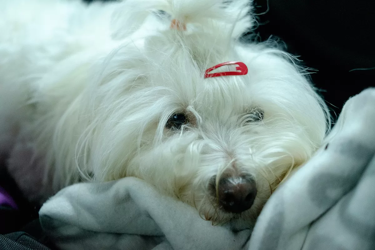 Blandet_20160102_000 copy