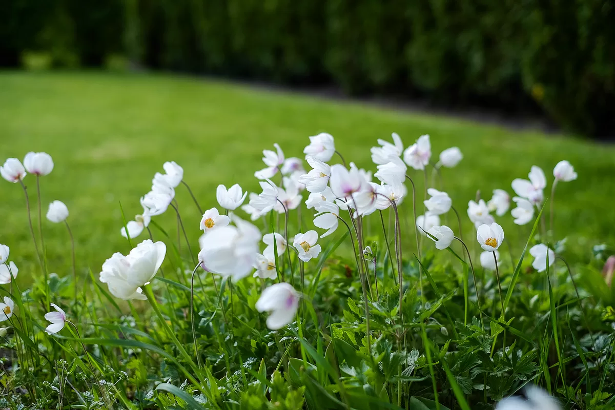 Haven_20160516_001 copy