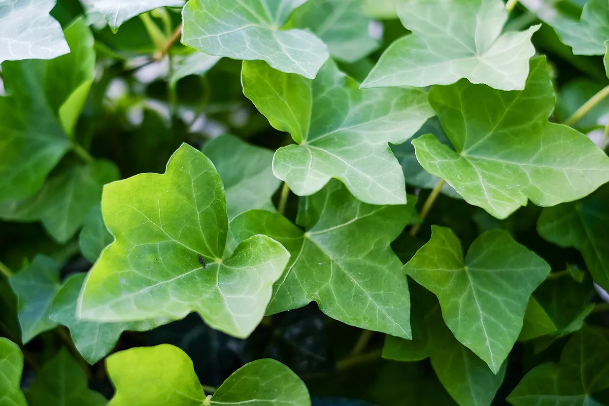 Haven_20160516_003 copy