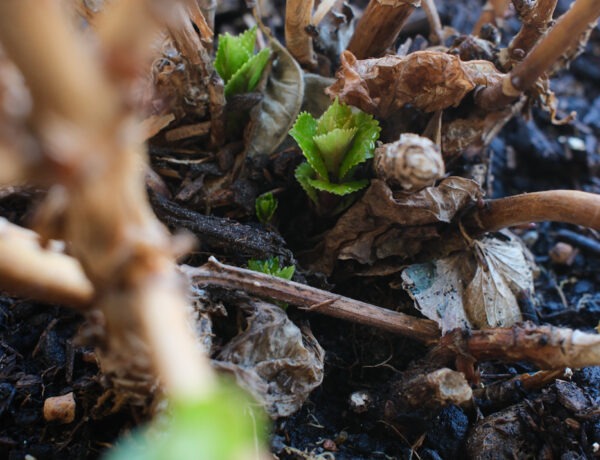 Hortensia med nye grønne skud, der bryder frem mellem tørre grene og visne blade i en krukke på altanen i forårssol.